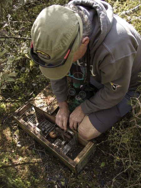 Forest & Bird Volunteer sets a trap in Makarora
