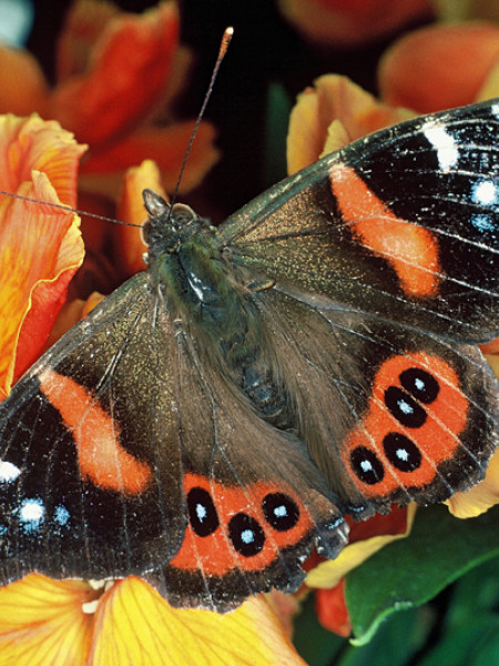 a red admiral butterfly sitting on a flower
