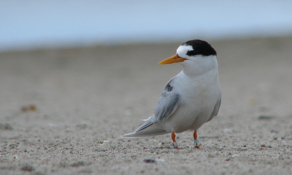 A single fairy tern stands on a beach in Northland