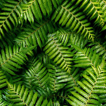 Close up of green native ferns overlapping each other.