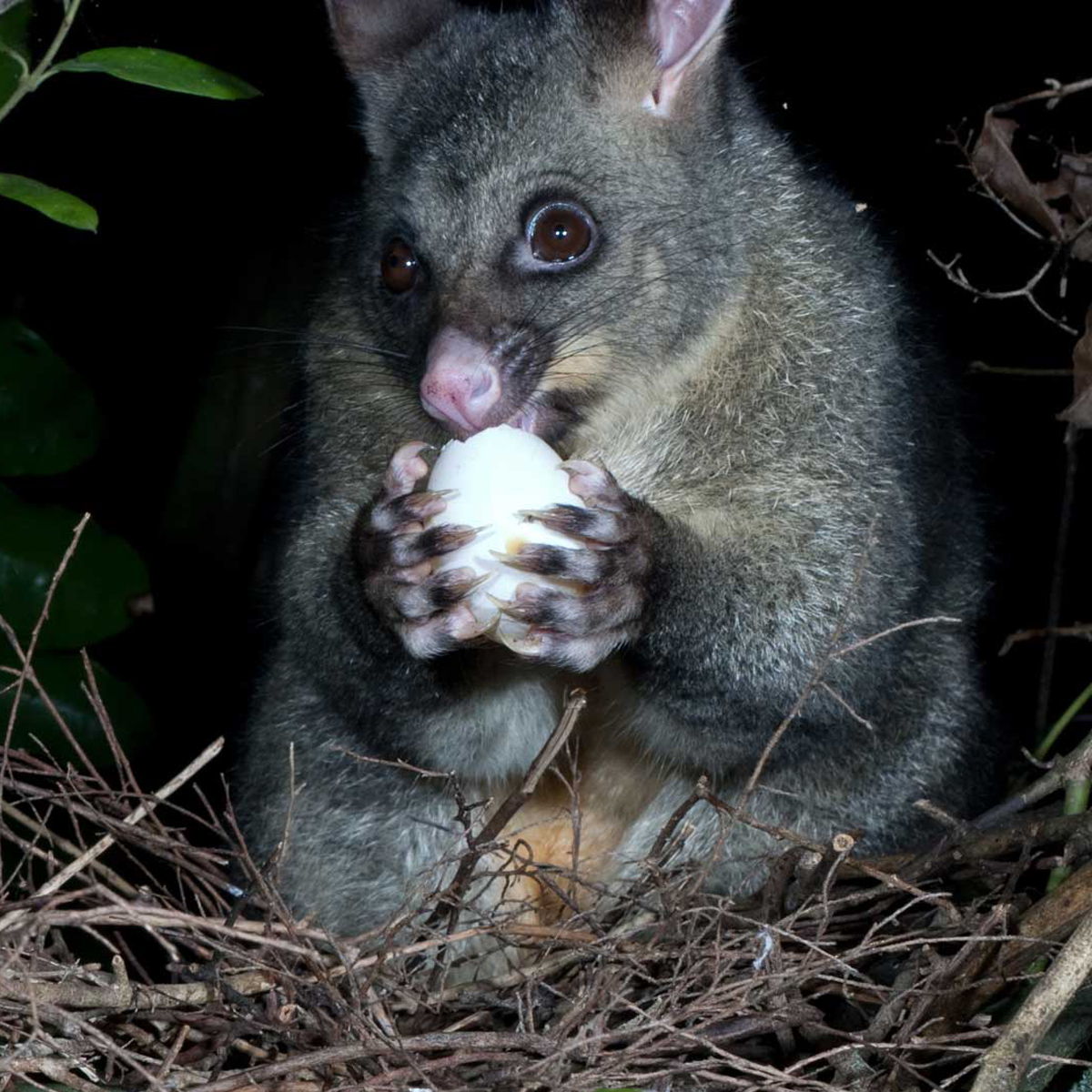 Possum sitting in a birds nest eating an egg.