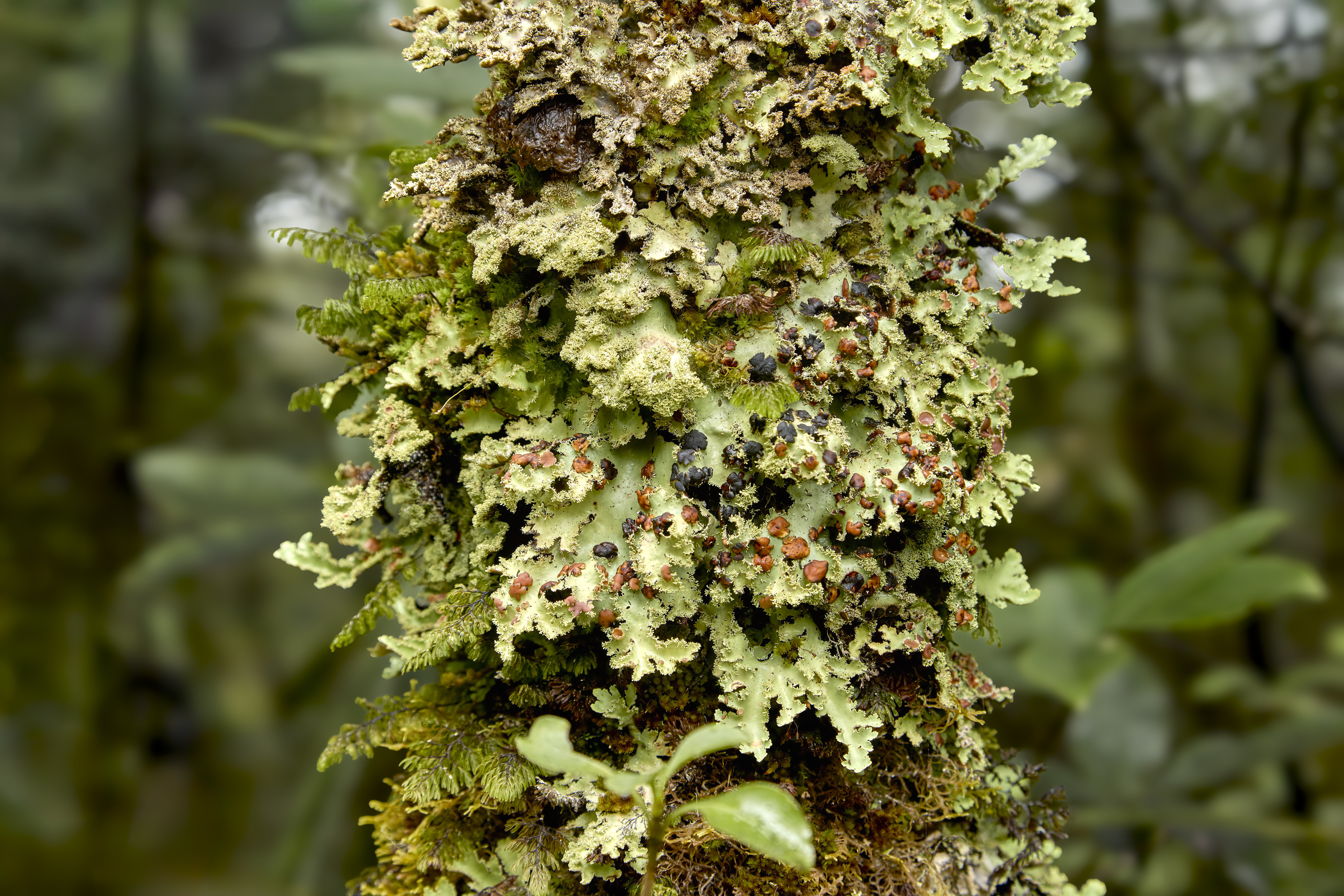 Ruapehu landscape and critters 2025_5