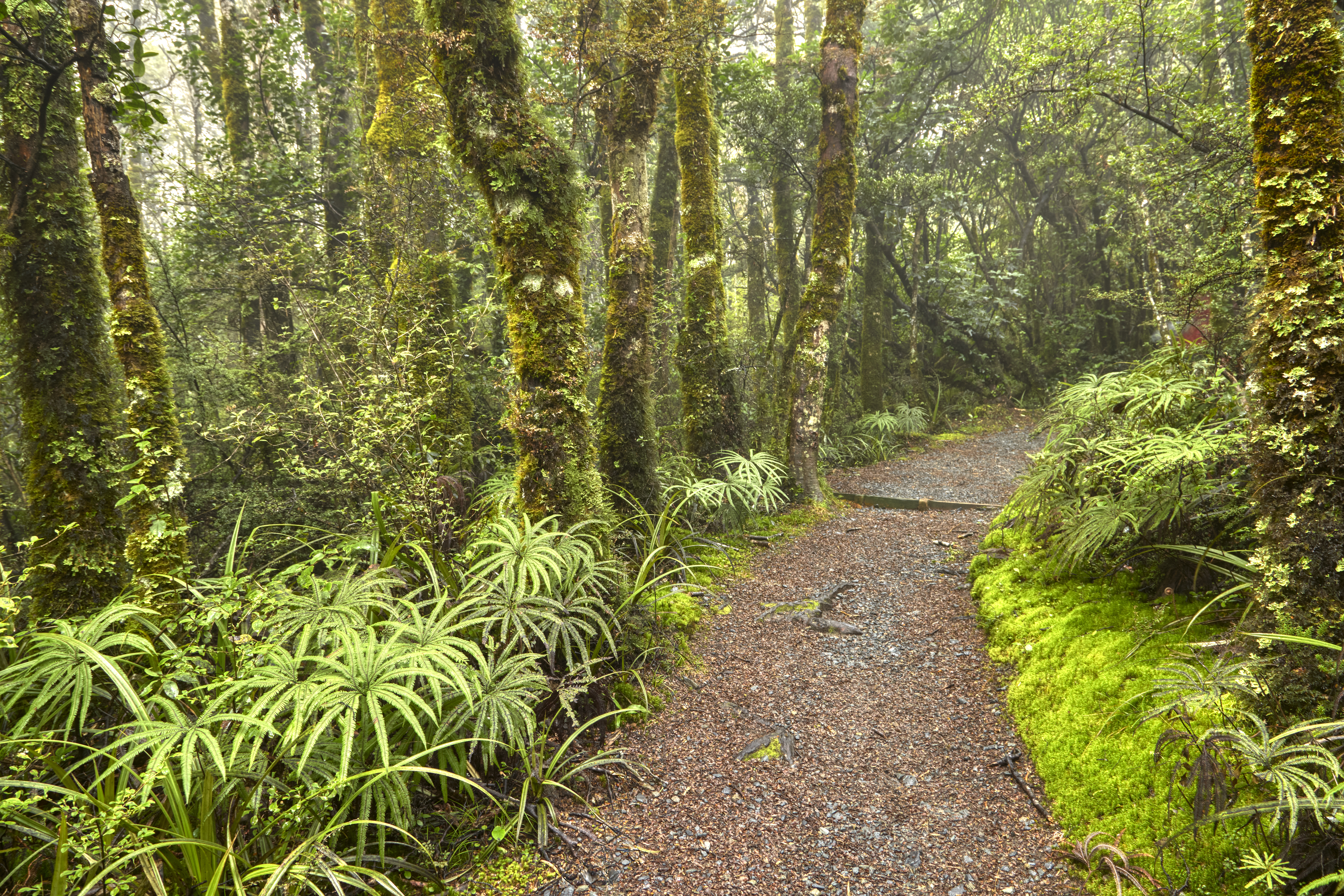 Ruapehu landscape and critters 2025_7
