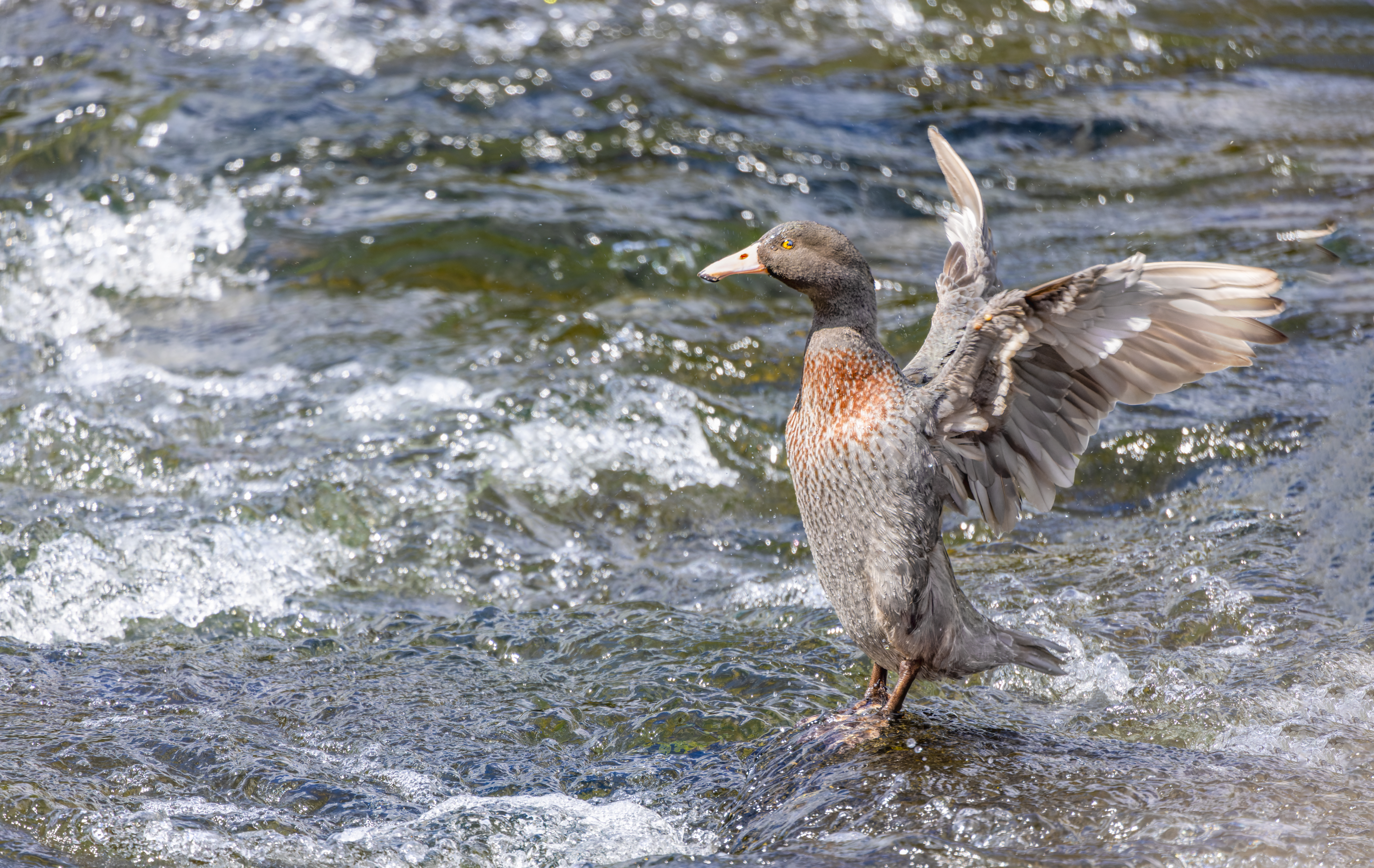 Ruapehu landscape and critters 2025_4