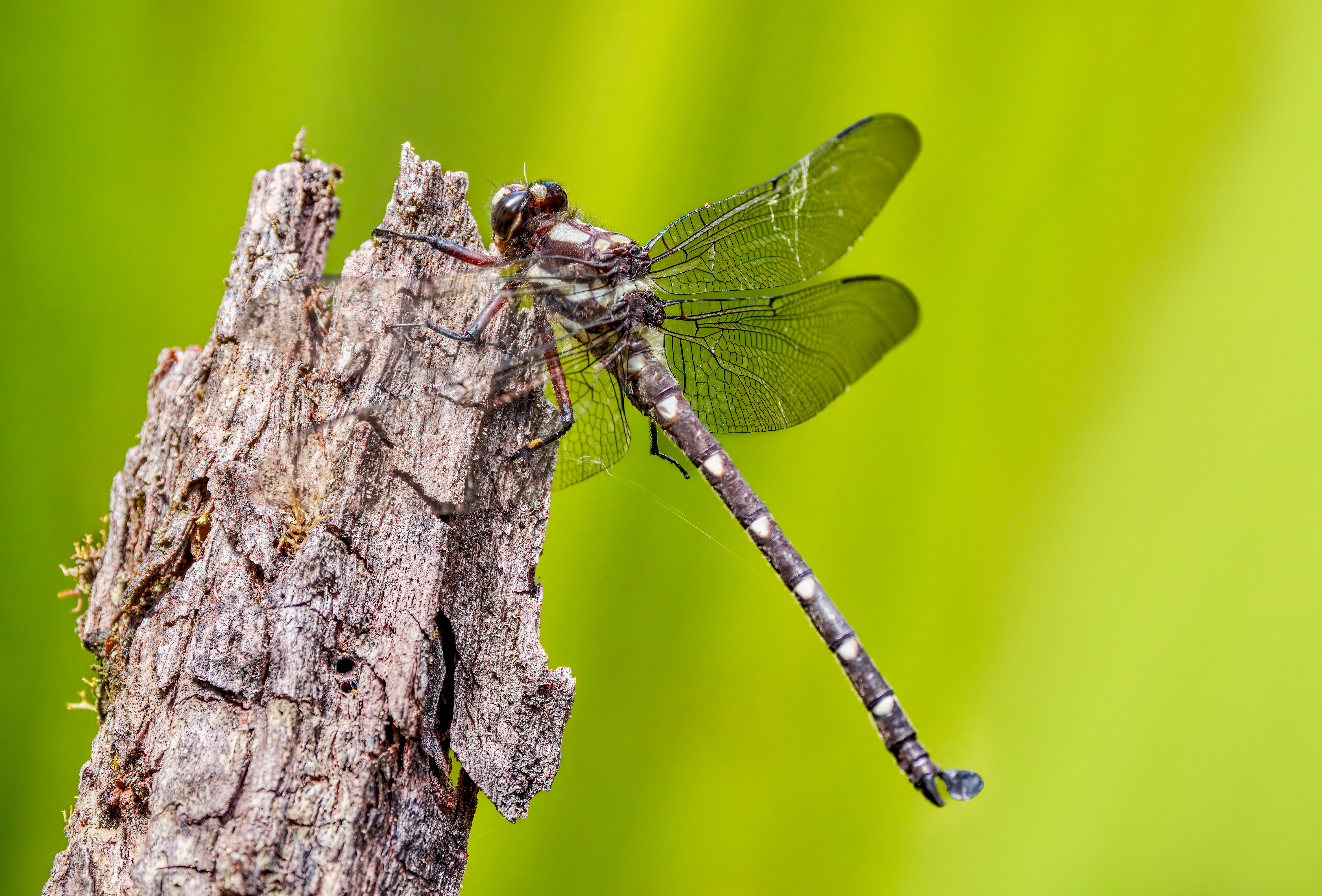 Ruapehu landscape and critters 2025_3