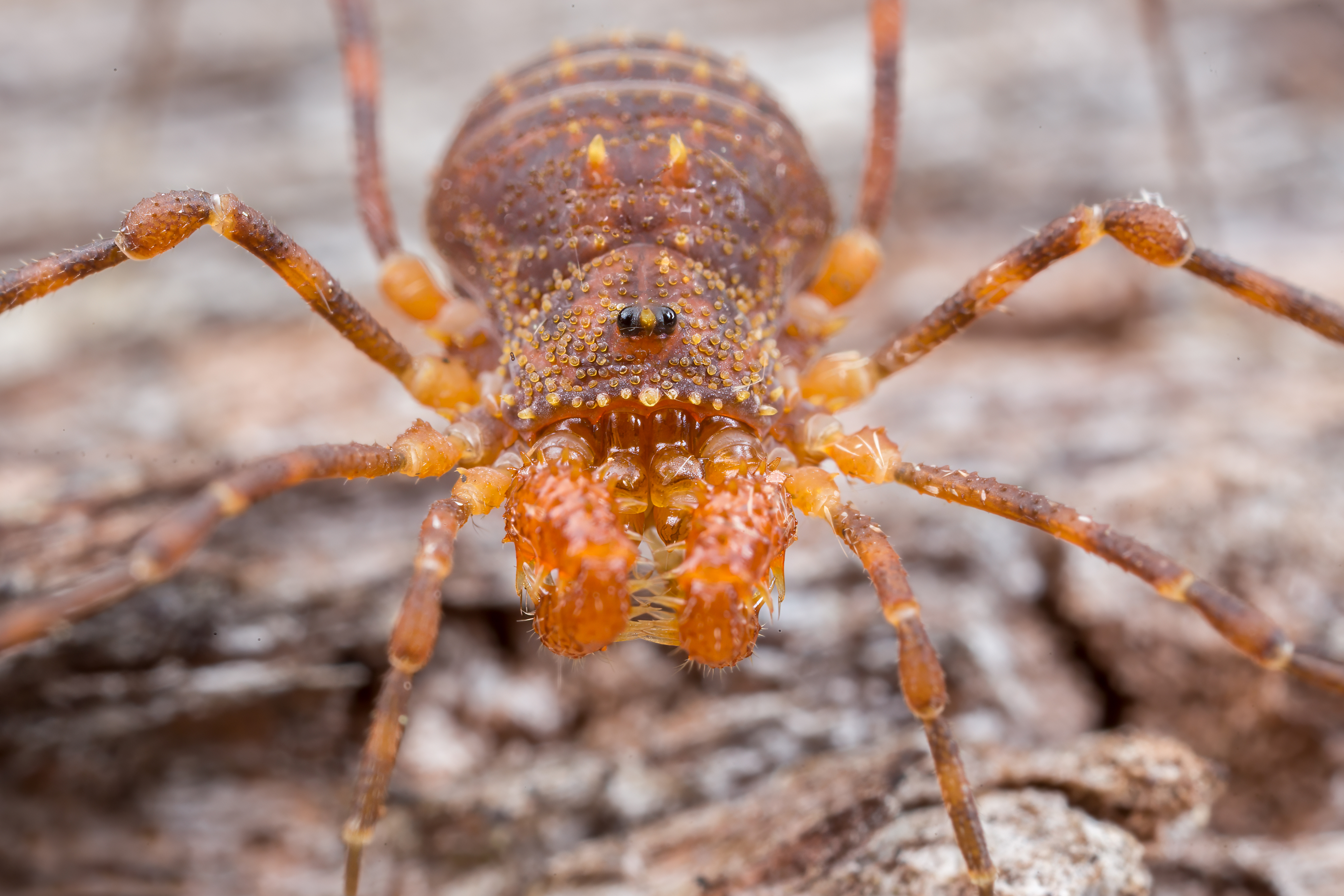 Ruapehu landscape and critters 2025_1