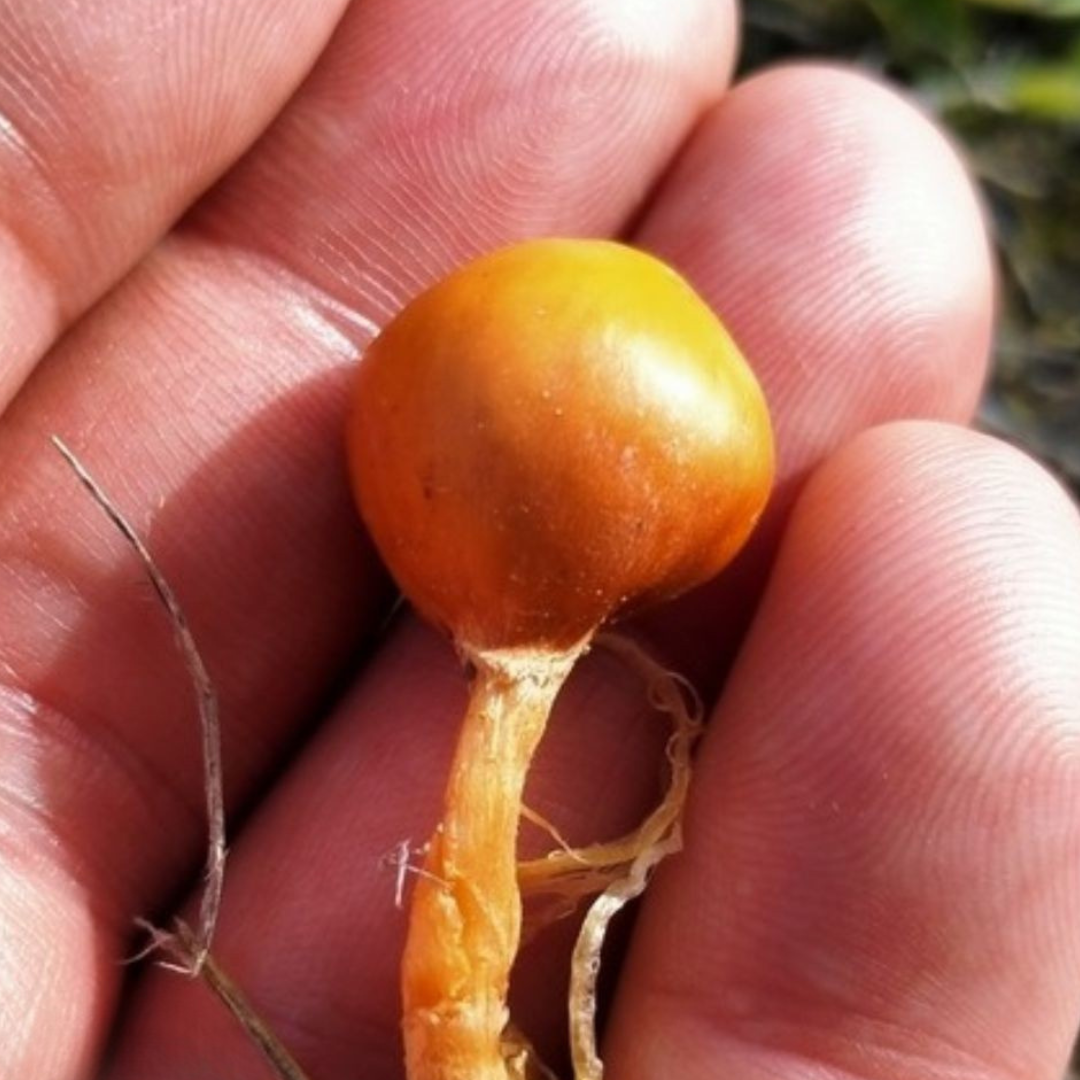 alpine pouch fungus tctl