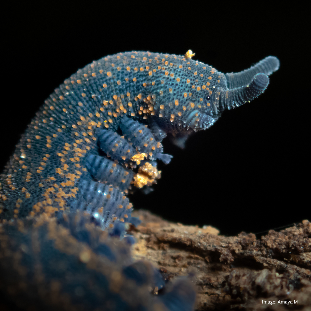 NZ velvet worm tctl