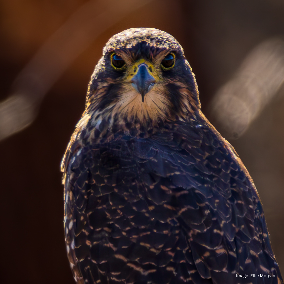 kārearea Ellie Morgan