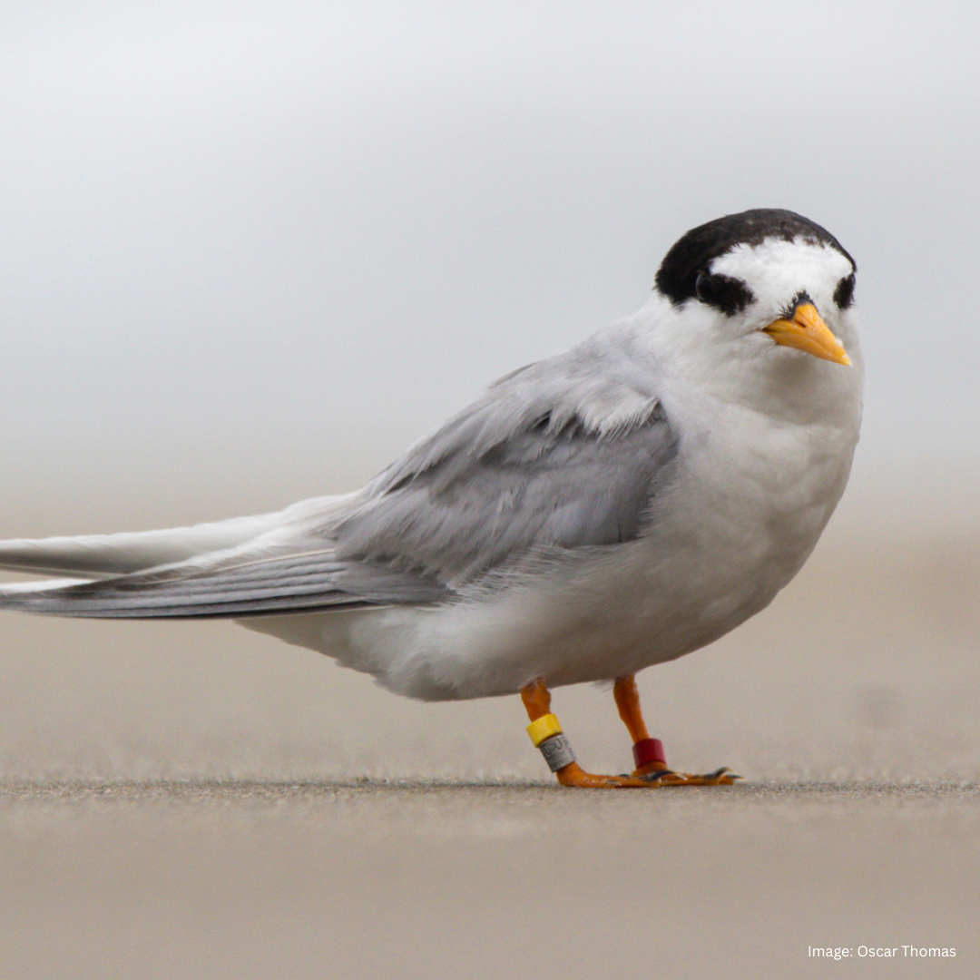 Tara iti Oscar Thomas