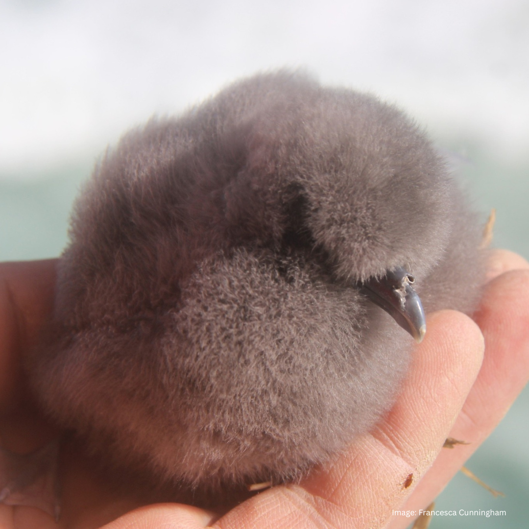 fairy prion chick Francesca Cunningham