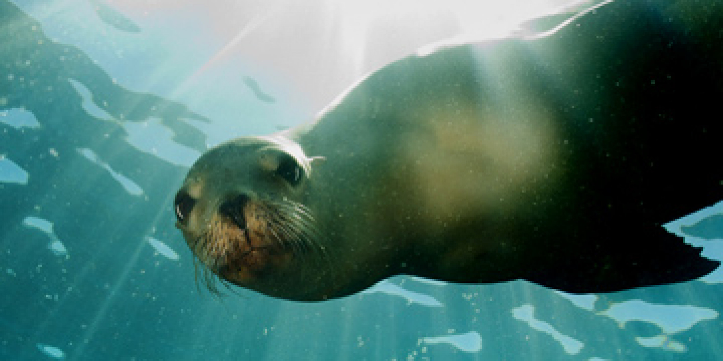 Sea Lions Forest and Bird