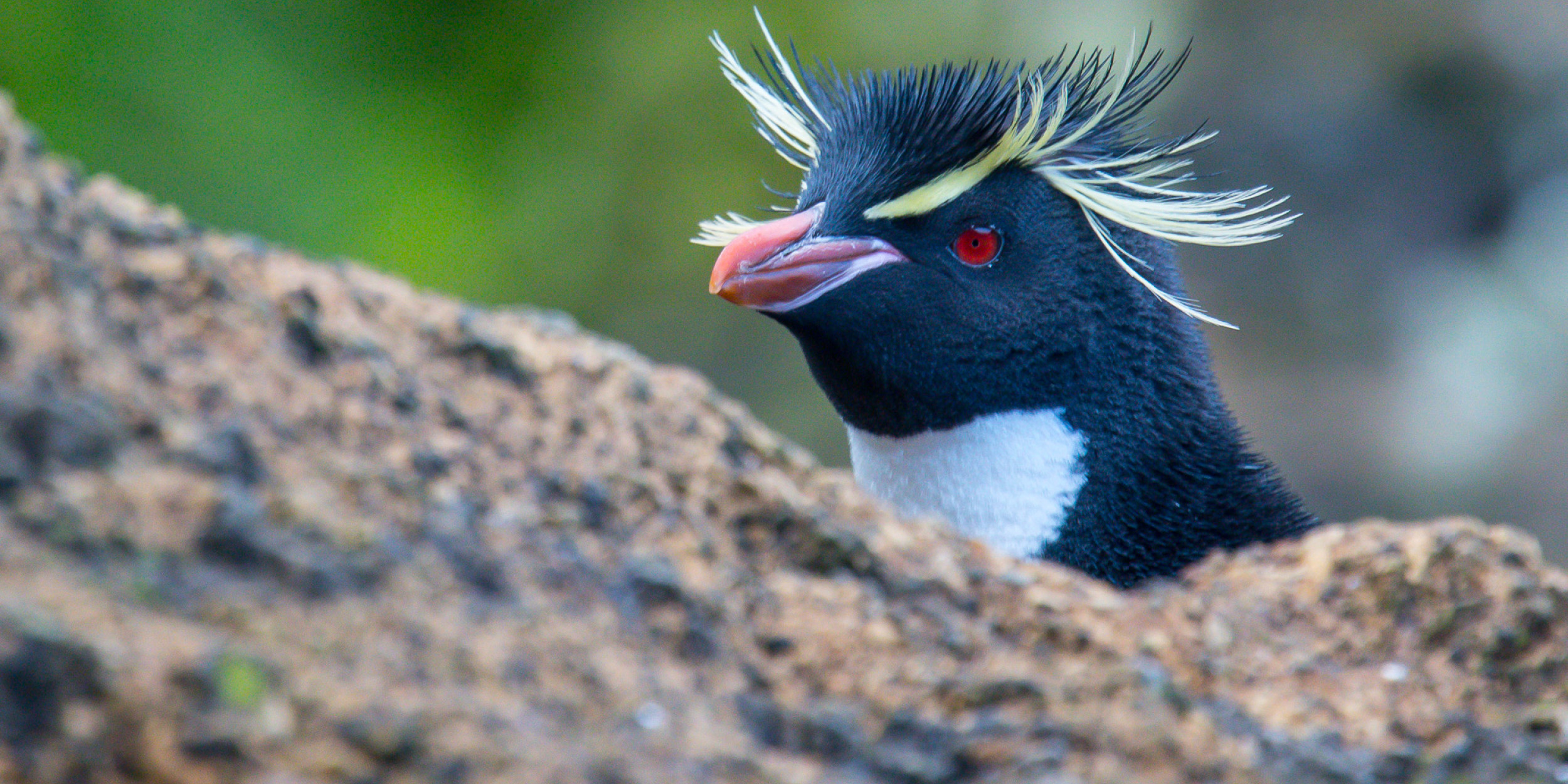 rockhopper penguin