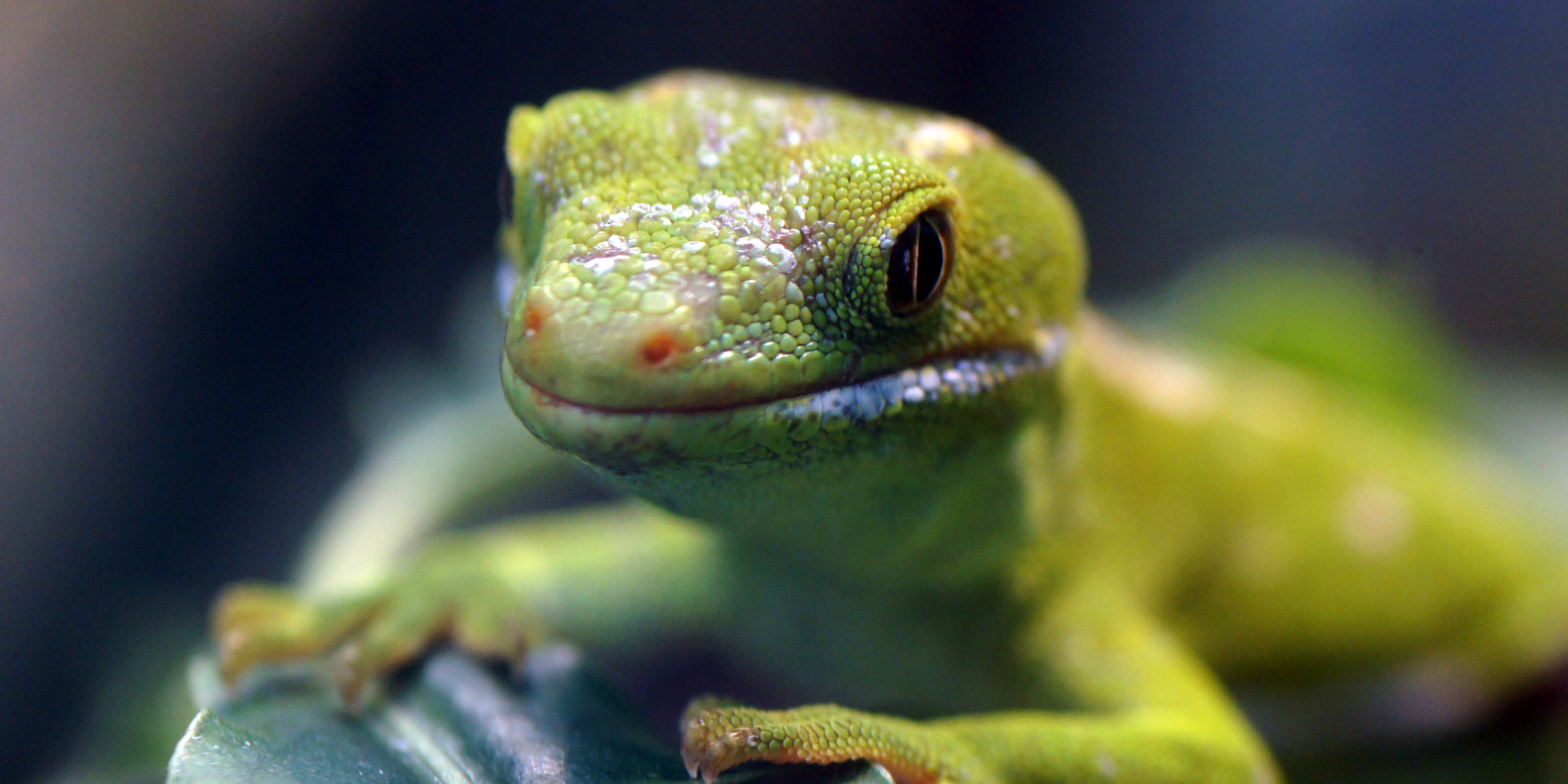 How To Create A Lizard Friendly Garden Forest And Bird