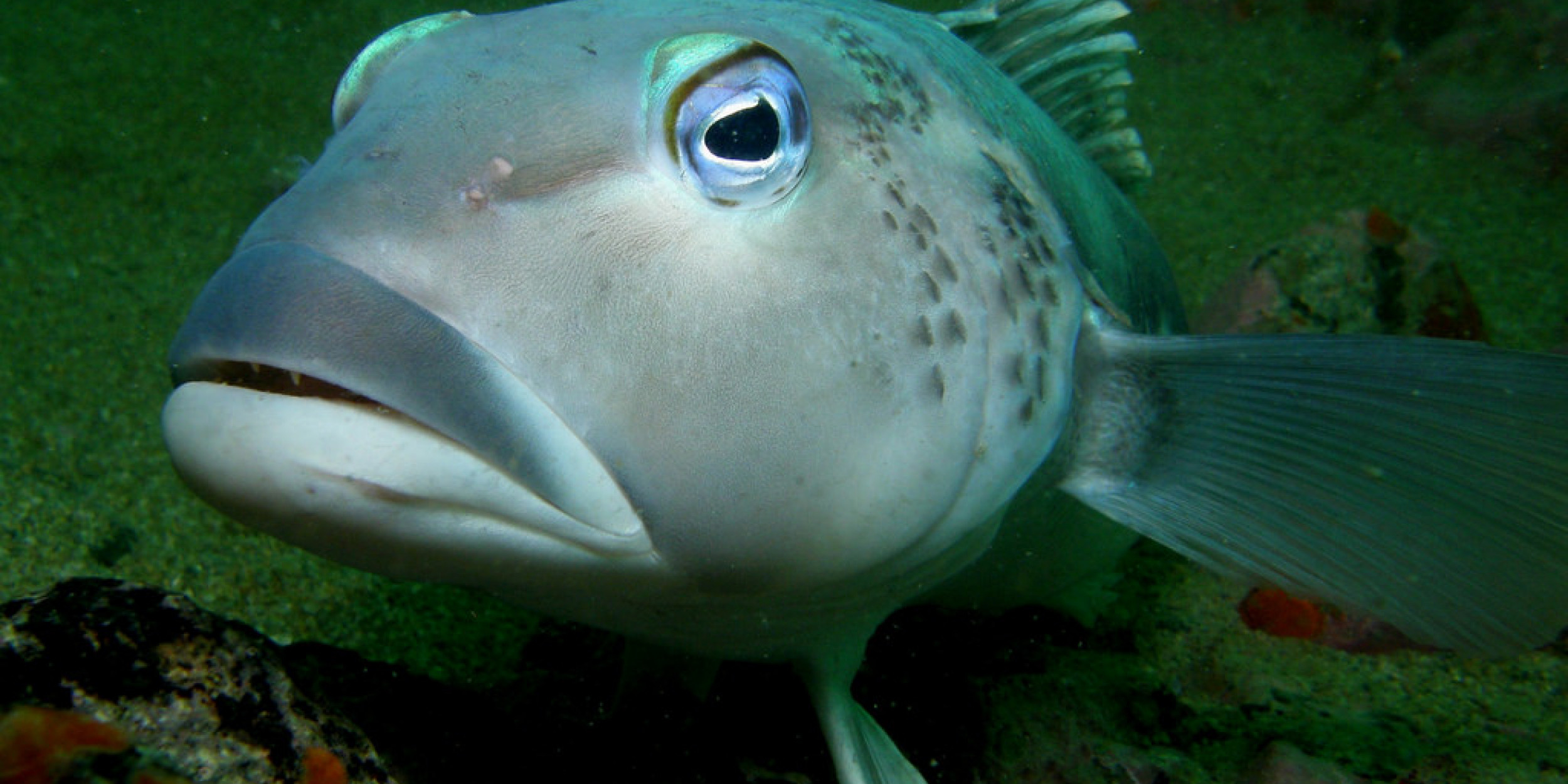 fish