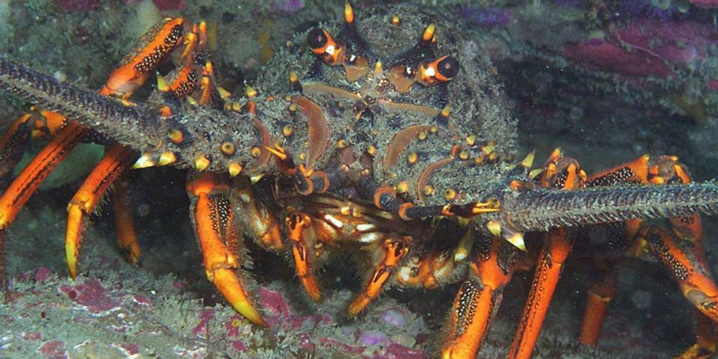 Restoring the Hauraki Gulf | Forest and Bird