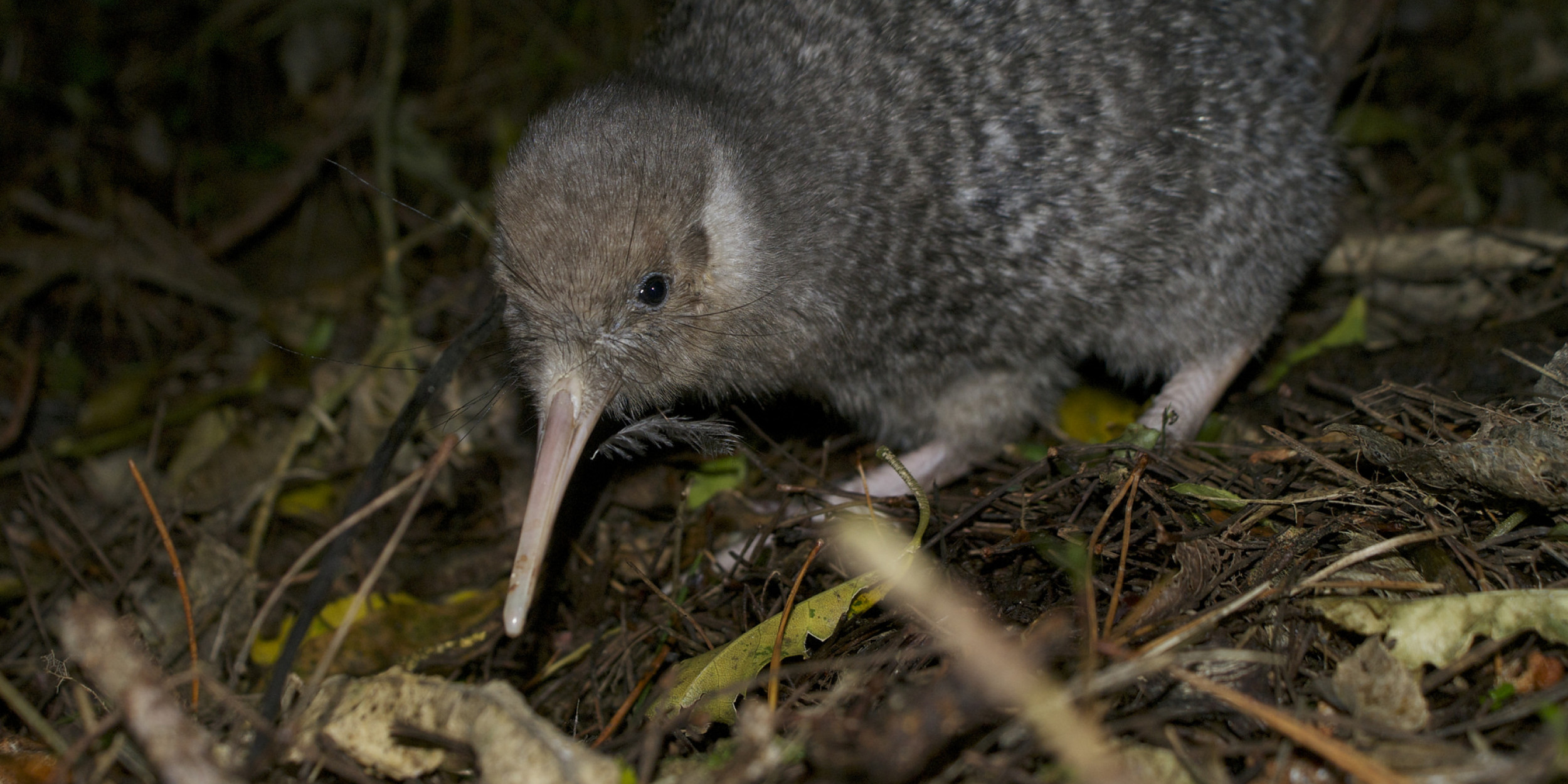 Native Wildlife | Forest and Bird