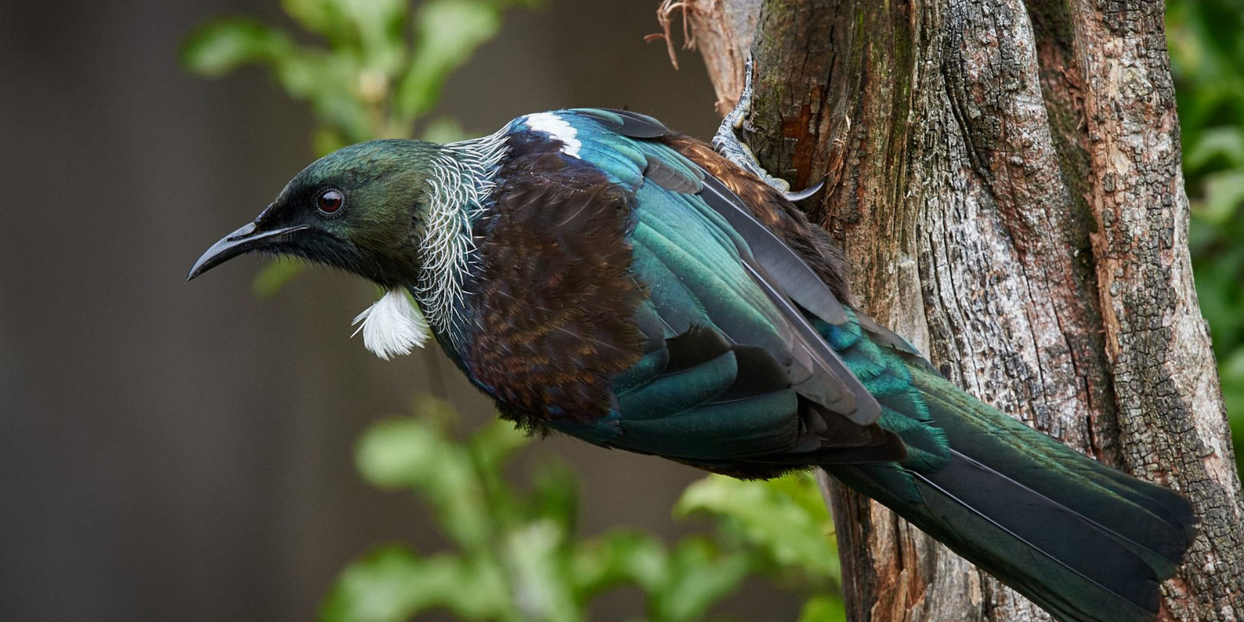 How to Identify New Zealand Birds Forest and Bird