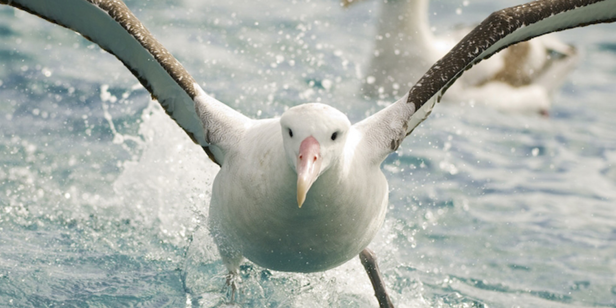 NZ seas worst in world for seabirds eating plastic | Forest and Bird NZ seas worst in world for seabirds eating plastic | Forest and Bird