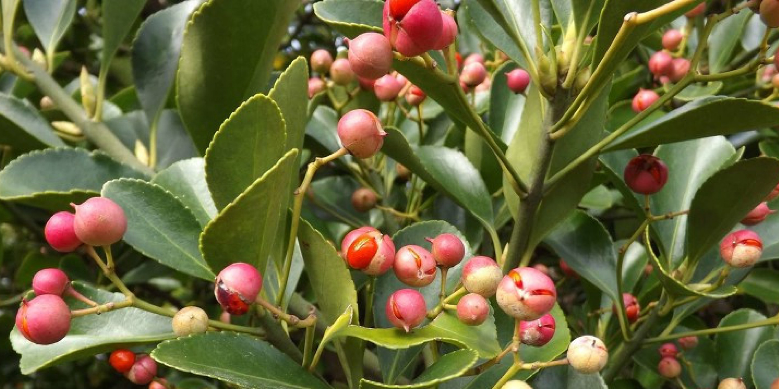 Mpi Includes Pest Weeds In Billion Trees List Forest And Bird Mpi Includes Pest Weeds In Billion Trees List Forest And Bird