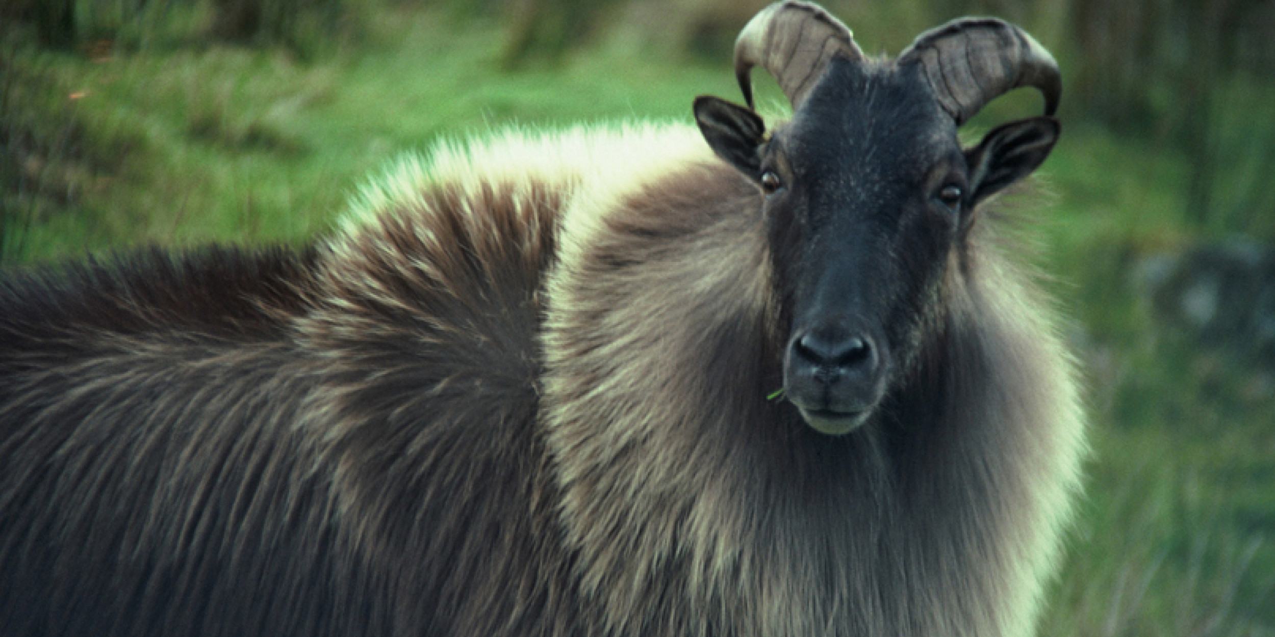No Concessions Agreed On Tahr Cull Forest And Bird