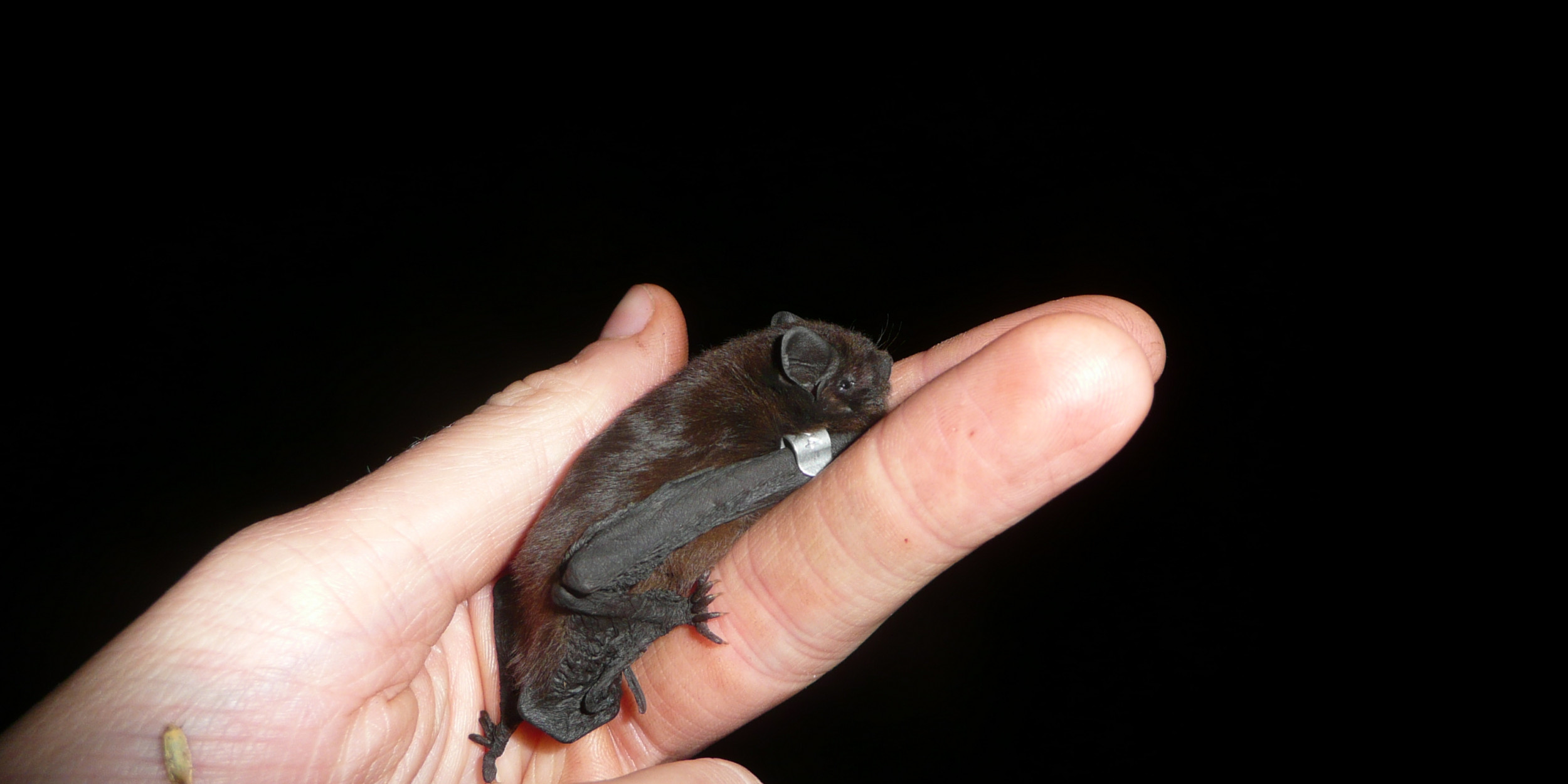 Better for bats | Forest and Bird