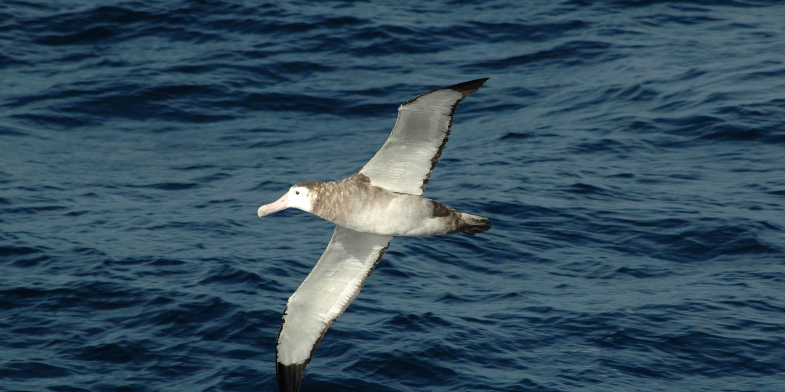 Five Endangered Albatross Die On One Long Line Still No