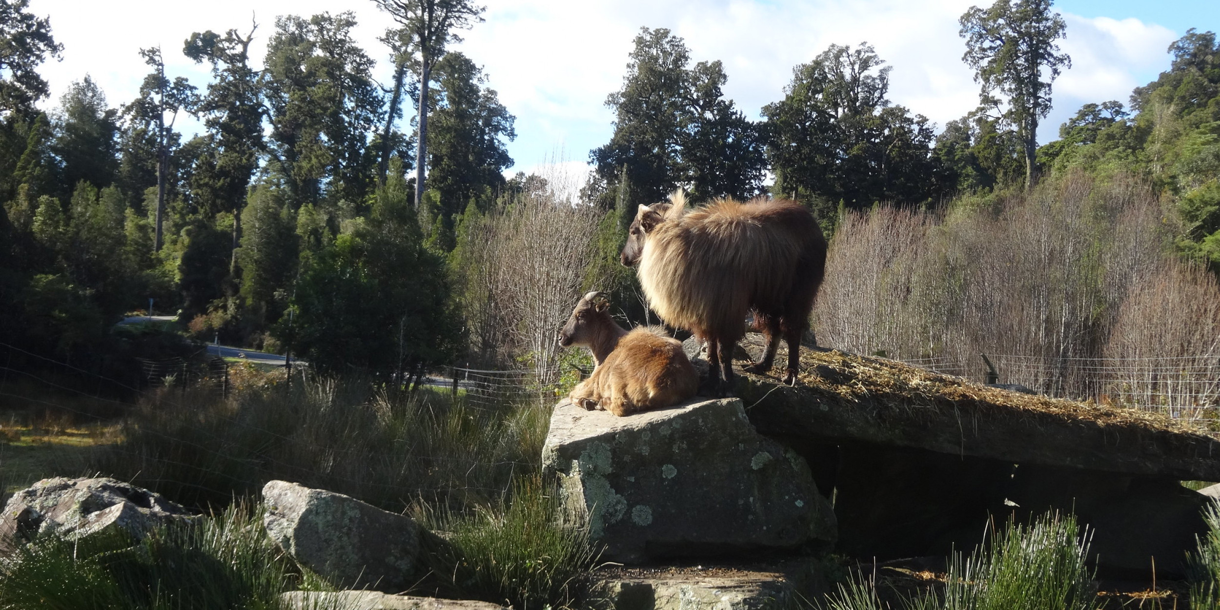 Too Many Tahr High Court Says Forest And Bird