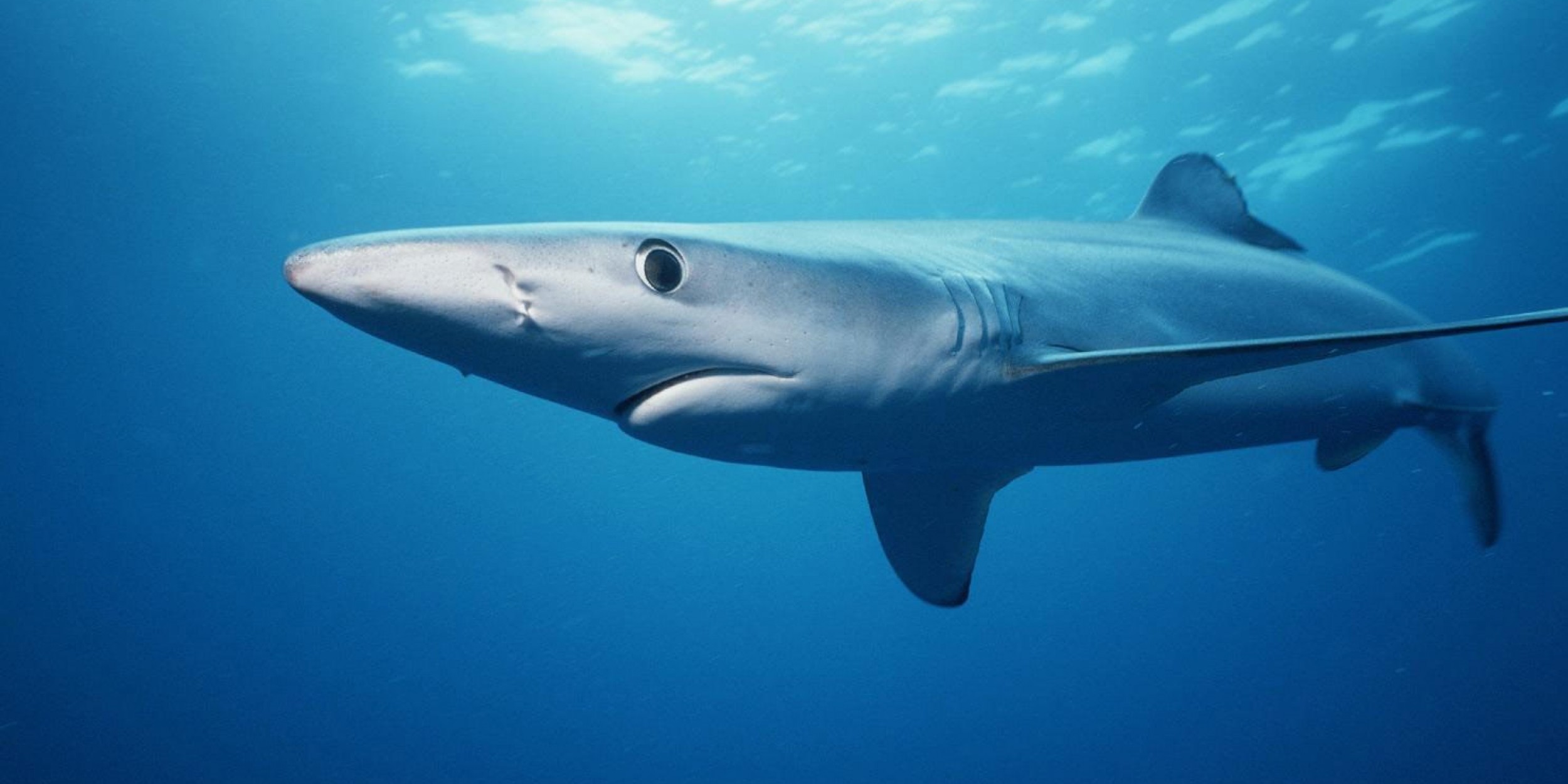 Shark plan needs teeth to save 1000+ sharks | Forest and Bird