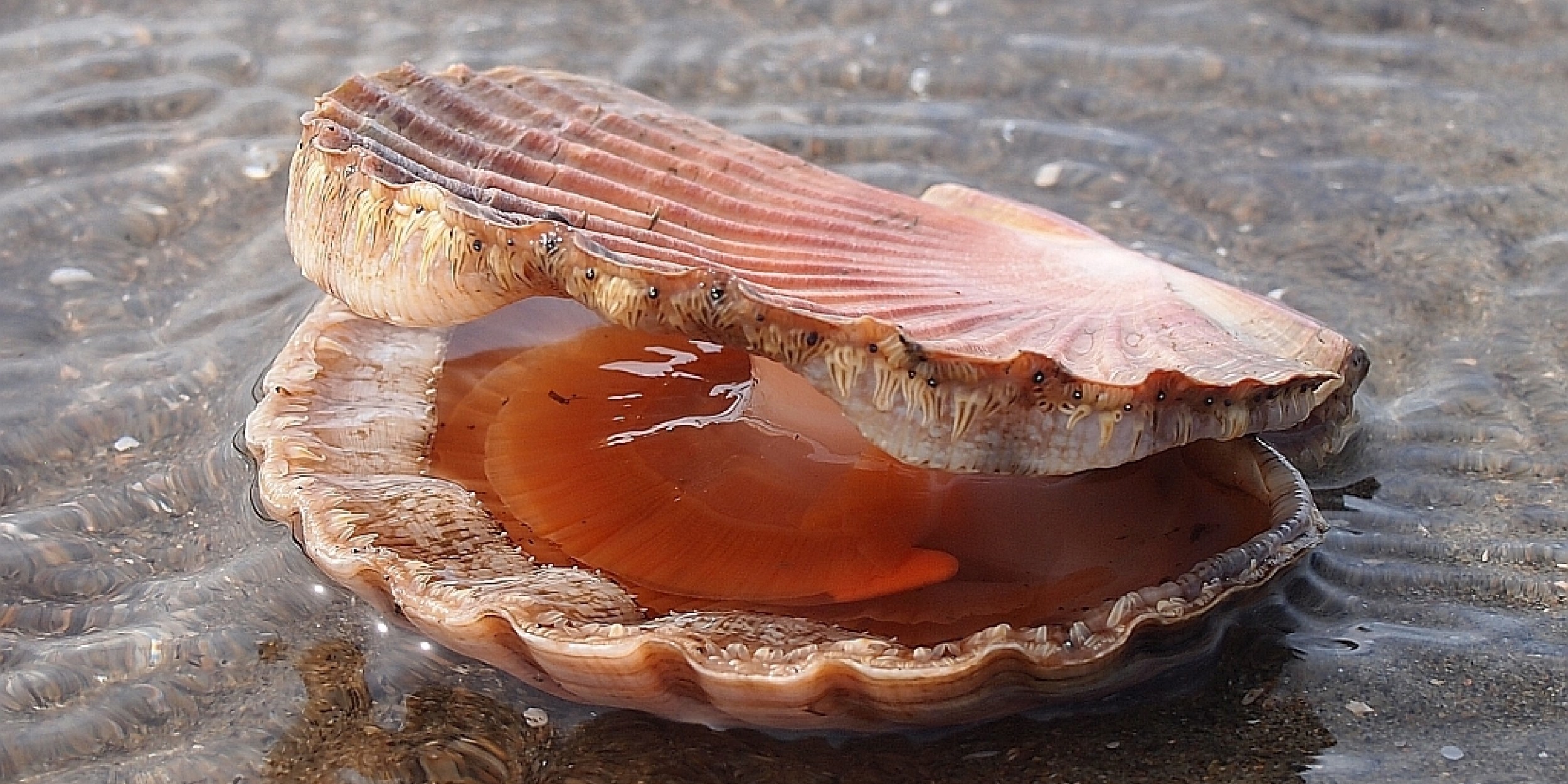 Forest & Bird Hauraki Gulf tipa/scallops fishery closure