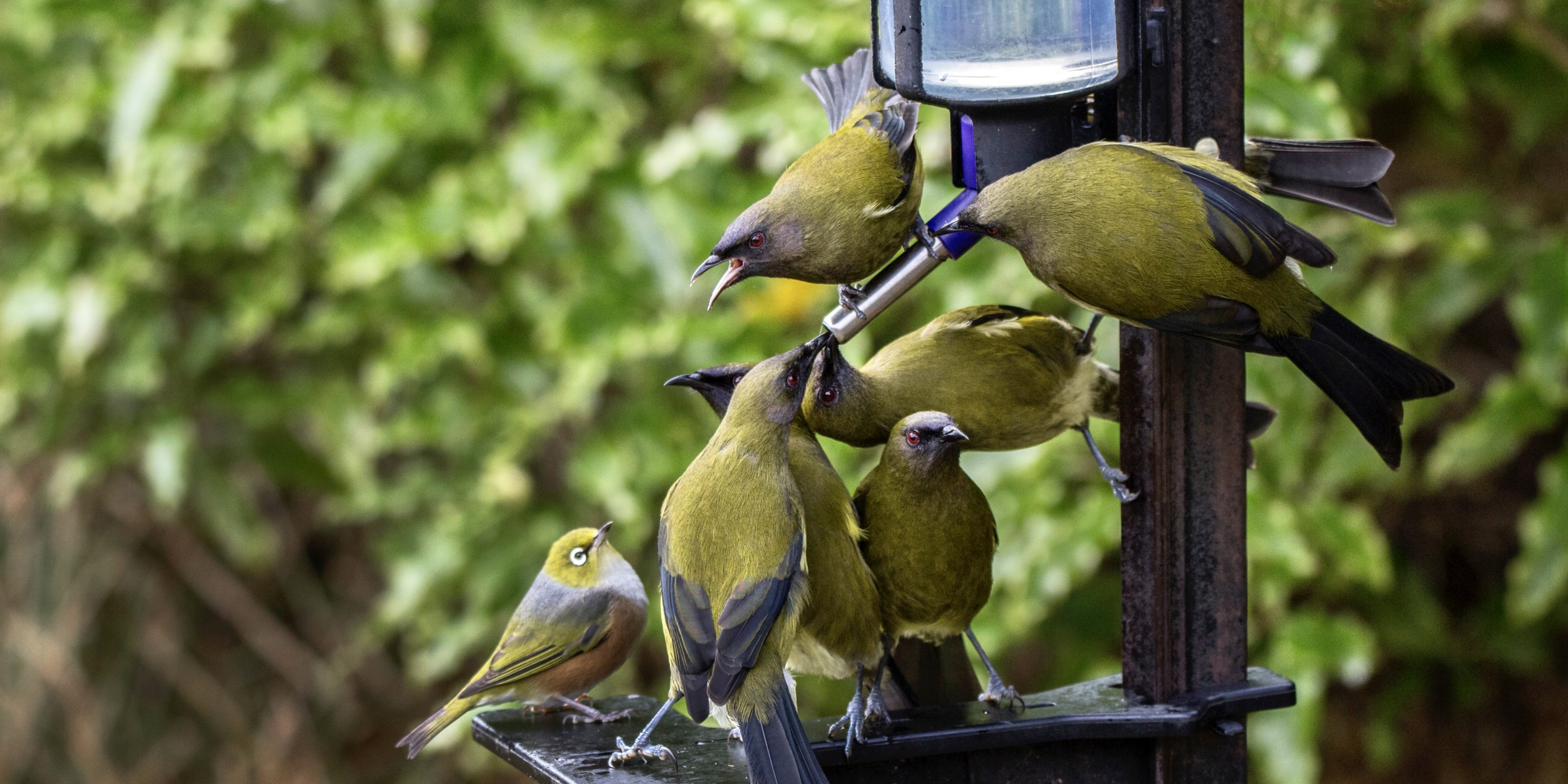 Backyard bird feeding