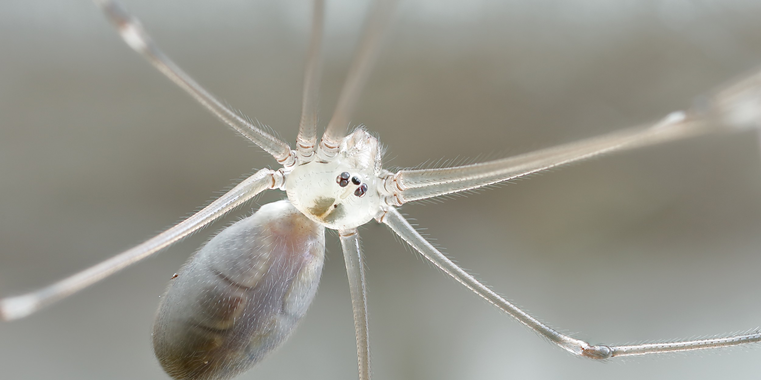 Mummy long-legs, A Daddy long-legs spider carrying her eggs…