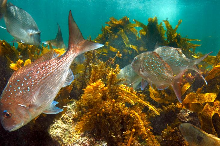 Underwater sea landscape featuring snapper swimming in a kelp forest