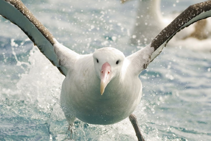 Royal Albatross
