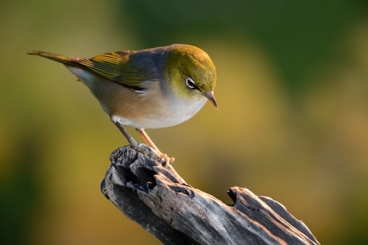 Silvereye sitting on log