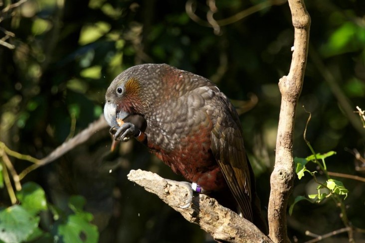 Kākā eating on a tree branch