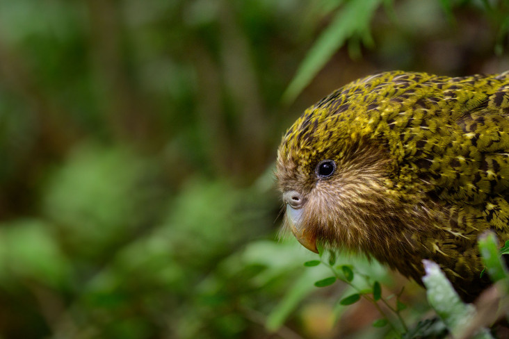 Side profile of a kākāpō peaking out through the bush