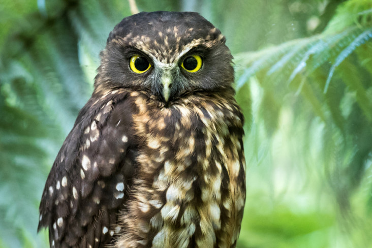 Ruru sitting on a branch 