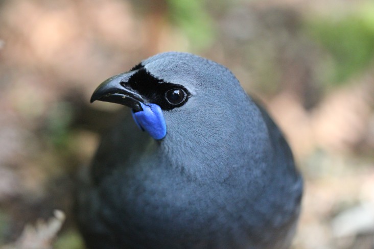 Kōkako. Credit Tara Swan