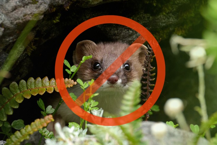 Ferret in a hole banner image - Craig McKenzie