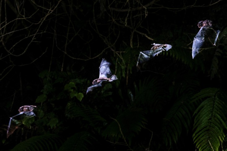 Flying pekapeka sequence