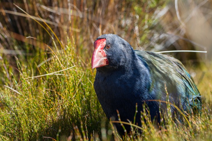 South Island takahē 'McKellar', Gouland Downs, Heaphy Track, Kahurangi National Park. Credit Jake Osborne
