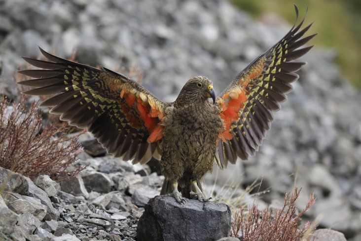 Kea. Credit Robert Sanson (from p 72 of Force of Nature) 