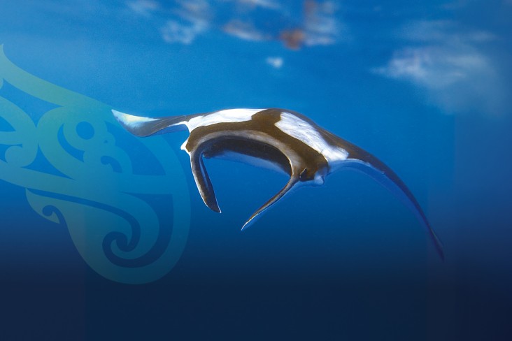 Hauraki Gulf Appeal website banner_Manta ray
