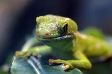 Close up of the Northland green gecko on a plant