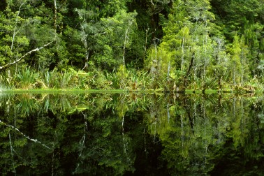 Mirror lake, Oparara valley. Kahurangi National Park, Buller Dist., NZ.