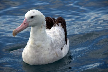 Wandering Albatross