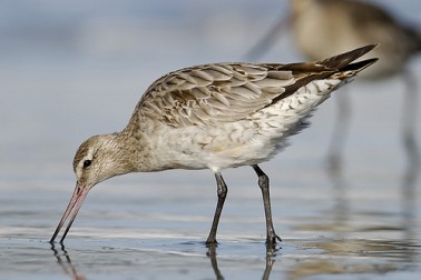 Bar-Tailed Godwit by Craig Mckenzie