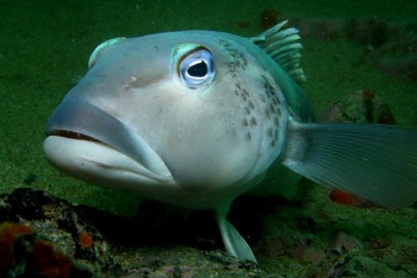 best fish guide forest