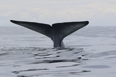 A blue whale shows its fluke as it dives